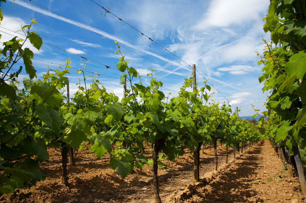 Raisin Farm