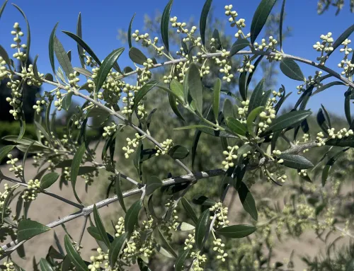 Olive Oil Season Begins at Suntarra Farms: A Walk Through Time and Taste