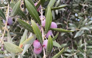 Harvesting Olives - Olives ready for harvest