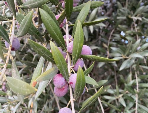 From Orchard to Press: Harvesting Olives at Suntarra Farms