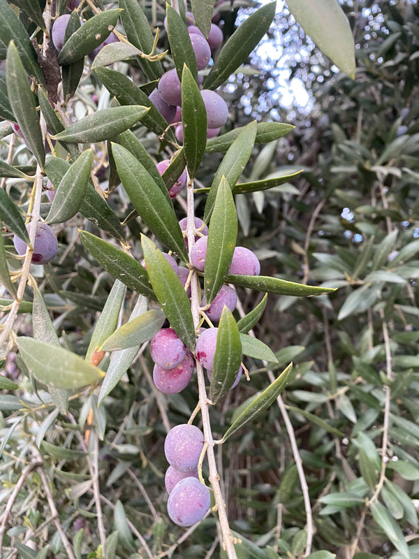 Harvesting Olives - Olives ready for harvest