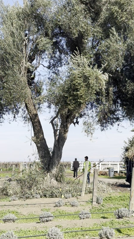 Our Oldest Olive Tree Our Oldest Olive Oil Tree - Start of the Season - Trees flowering