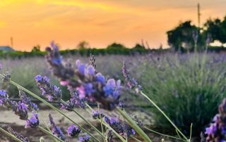 U-Pick Lavender at Suntarra Farms