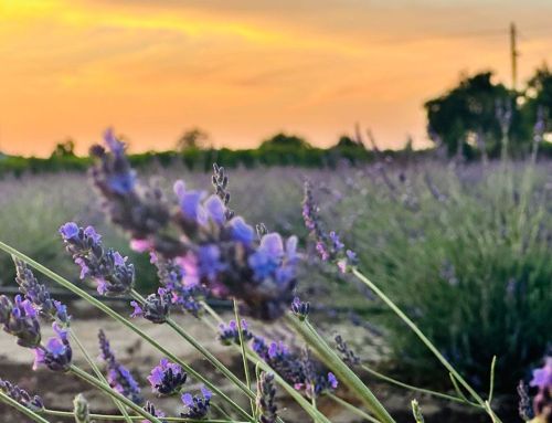 Discover a Hidden Gem in the San Joaquin Valley: Plan Your Visit to Suntarra Farms