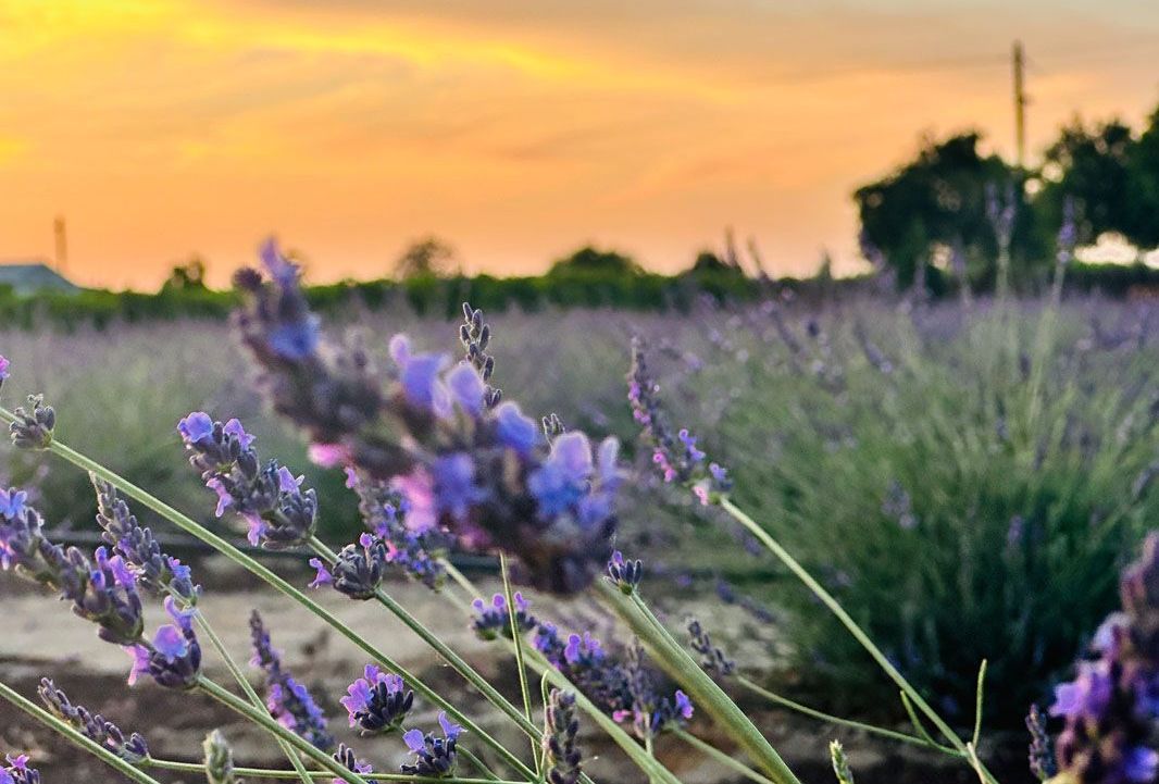 U-Pick Lavender at Suntarra Farms