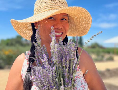 A Season of Beauty & Memories: U-Pick Lavender at Suntarra Farms